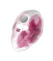 SATISFYER CLOUD DANCER CLITORAL DOUBLE AIR PULSE V